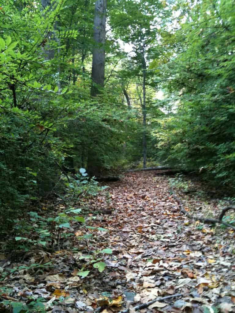 Woodland path with tree across the path up ahead